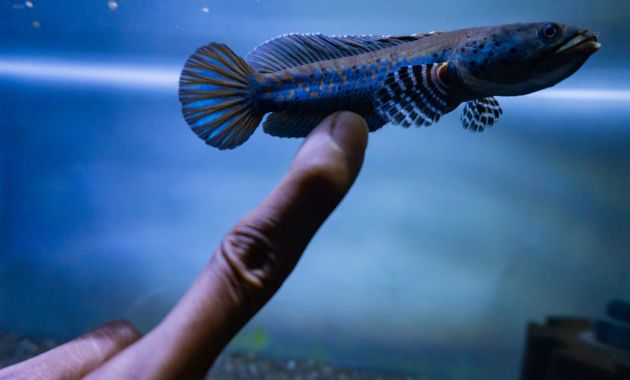 ikan channa termahal