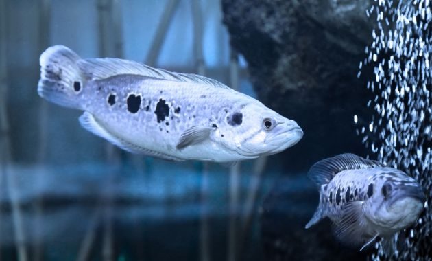Channa Pleurophthalma