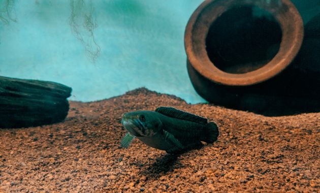 harga ikan channa barca